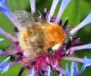 Bombus humilis